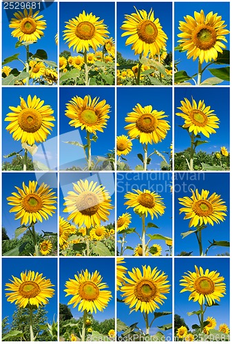 Image of Sunflowers