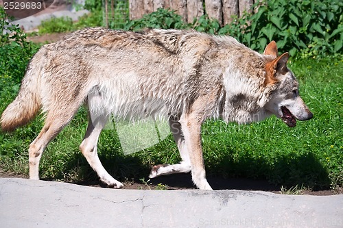 Image of Wolf