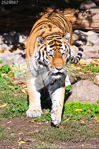 Image of Tiger