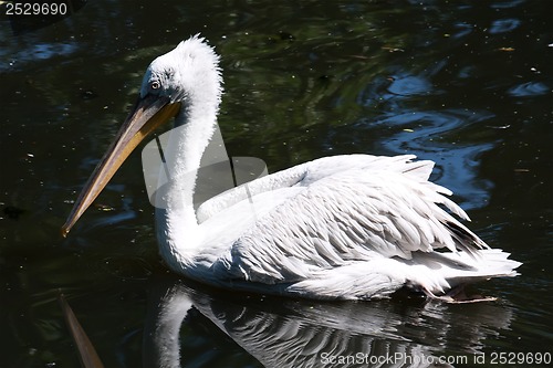 Image of Pelican