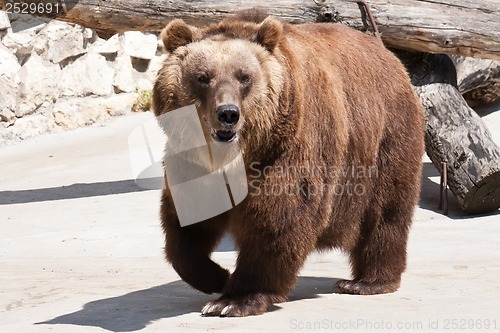 Image of Bear