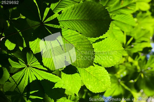Image of Leaves background