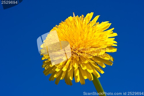 Image of Dandelion