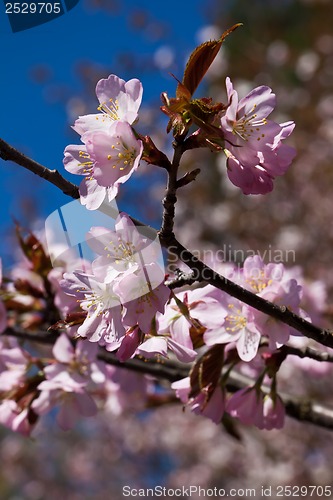 Image of Cherry blossom