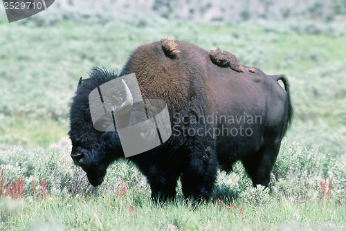 Image of Bison