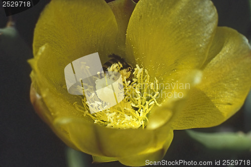 Image of Cactus Flower 