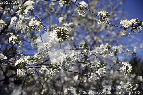 Image of Blossom