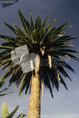 Image of Palm Tree