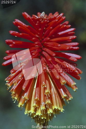 Image of Aloe