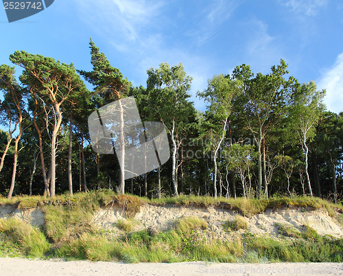 Image of Forest and sky.