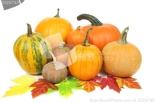 Image of Pumpkins isolated
