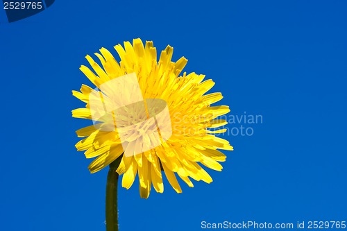 Image of Dandelion