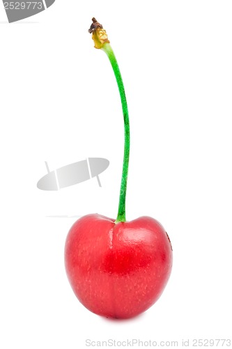 Image of Red cherry