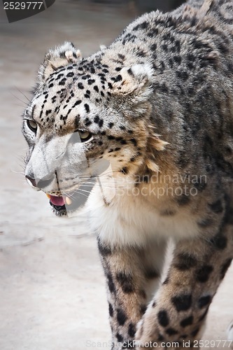 Image of Snow Leopard