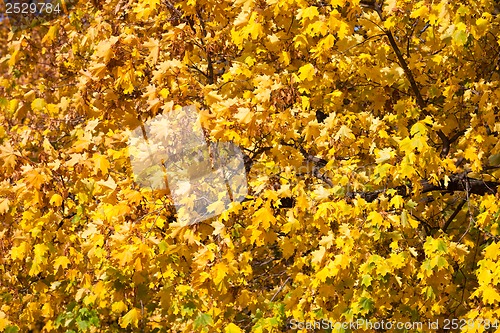Image of Autumn
