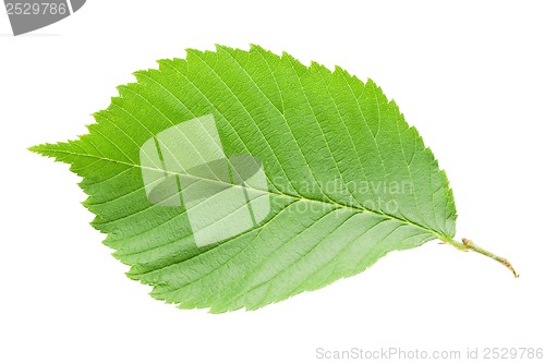 Image of Green leaf