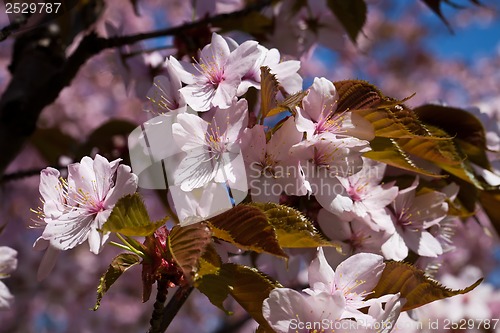Image of Cherry blossom