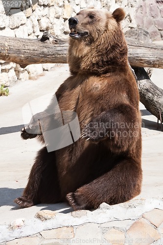 Image of Bear