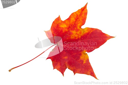 Image of Maple leaf