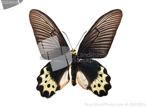 Image of Butterfly Atrophaneura priapus