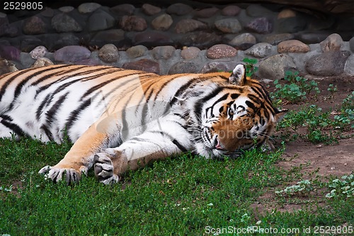 Image of Tiger