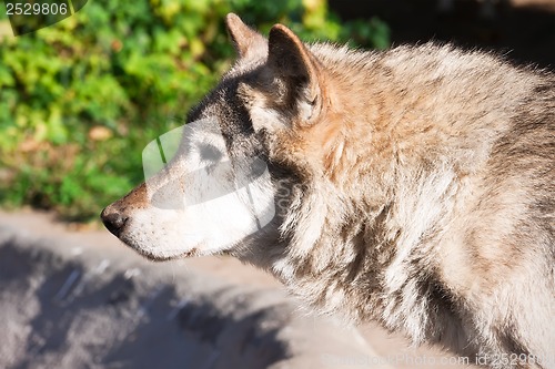 Image of Wolf