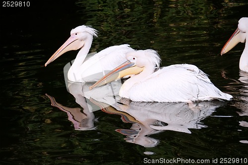 Image of Pelican