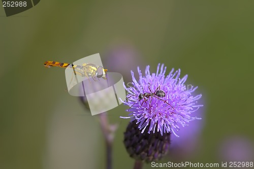 Image of Bee with ant