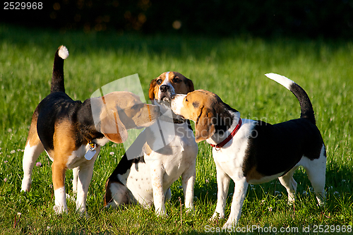 Image of Beagle dogs