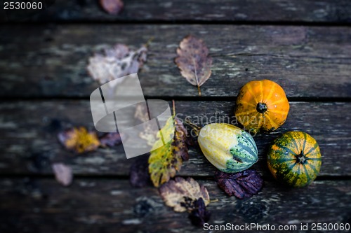 Image of Autumn pumpkins