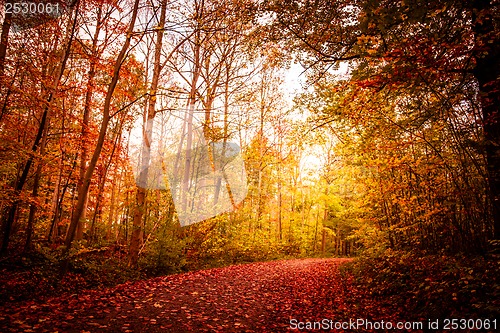 Image of Autumn landscape