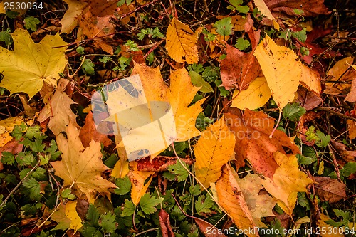 Image of Autumn leaf