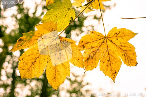 Image of Autumn tree leafs