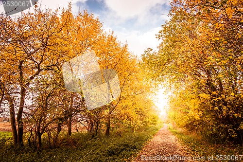 Image of Autumn landscape