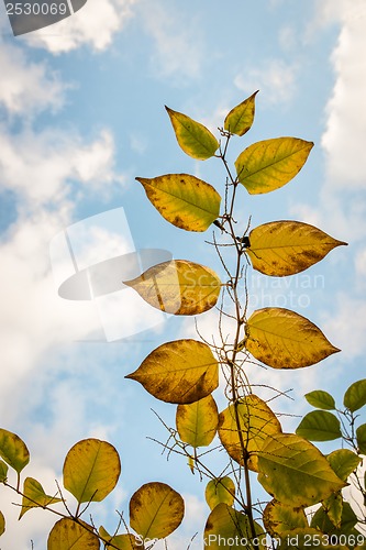 Image of Autumn leafs