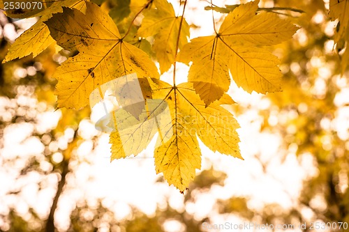 Image of Autumn leaf