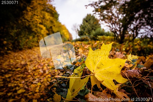 Image of Autumn leaf