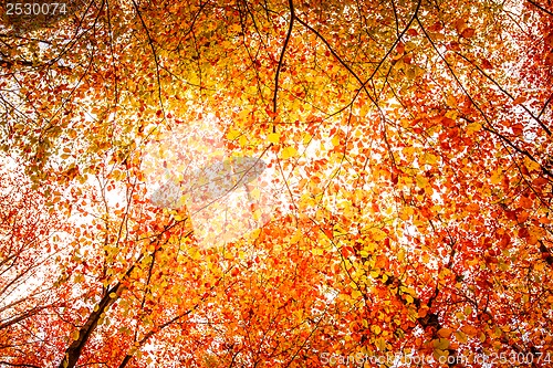 Image of Autumn forest