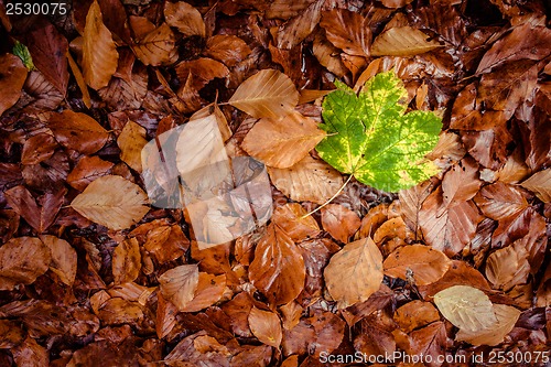 Image of Autumn leaf