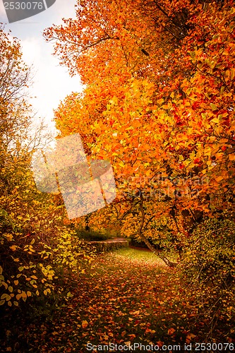 Image of Autumn landscape