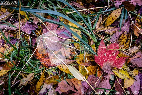 Image of Autumn leaf
