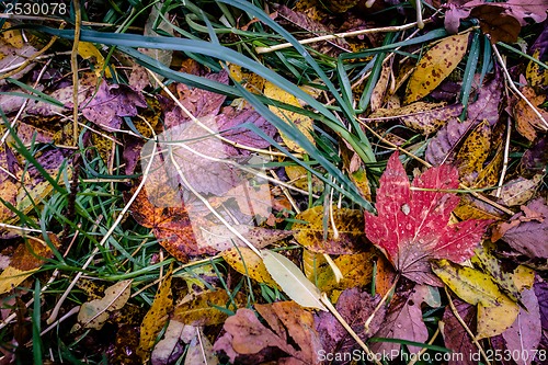 Image of Autumn leaf