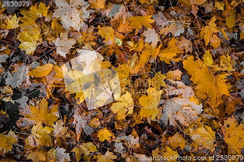 Image of Autumn leafs