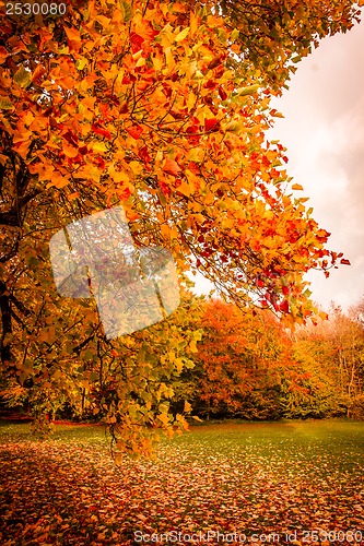 Image of Autumn landscape