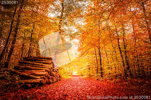 Image of Autumn landscape