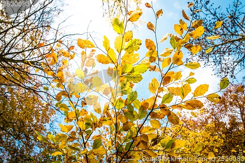 Image of Autumn leafs