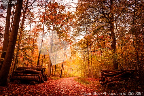 Image of Autumn landscape