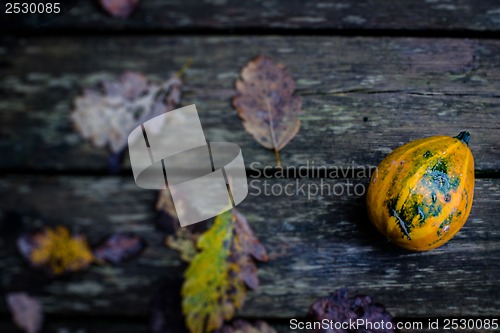 Image of Autumn pumpkin