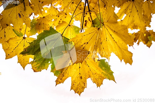 Image of Autumn leafs