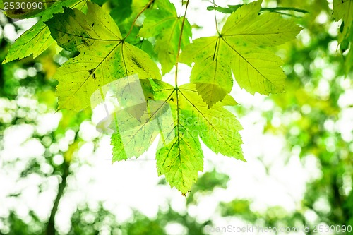 Image of Spring leaf